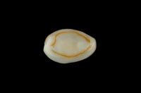 藏品(金環寶螺)的圖片